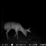 A buck comes by at night.