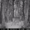 Oh deer