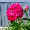 Peony